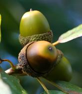 Acorn Cluster Oak Seed Nut