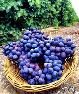 blue Grapes on weaved tray in garden