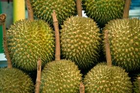 Jackfruit Thailand Asia