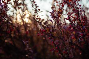 Autumn Barberry bush