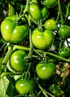 Tomato Panicle Fried Green