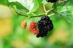 Fruit Nature Leaf