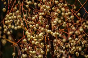 Fruit Flora Food