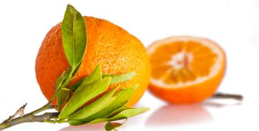 fresh Orange Citrus