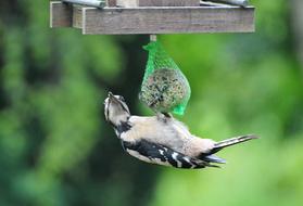 Woodpecker Great Spotted