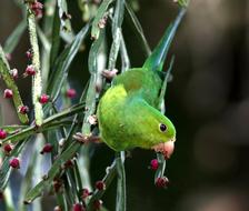 Parakeet Green bird