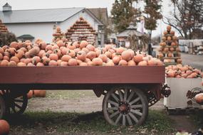 Pumpkins Display Outdoor