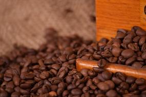 Coffee Caffeine Seed