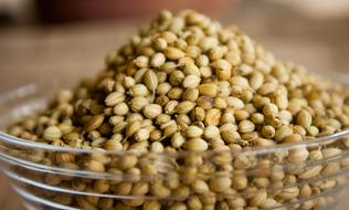Coriander Seeds in glass Bowl close up
