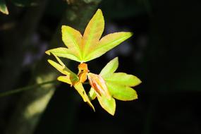 Leaf Nature Plant