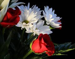 White Daisys Red Roses Floral