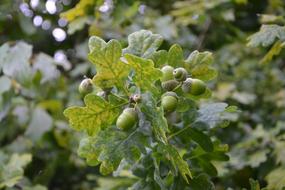 Oak Acorns The Fruit Of Tree