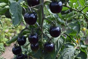 Garden black Fruits Tomatoes