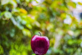 apple outdoor nature green garden