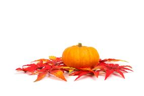 Autumn Colorful Fall