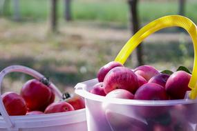 Apple Red Fruit