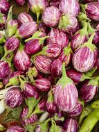 Eggplant Farmers Market Vegetables