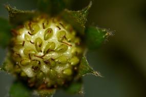 Nature Fruit Flora