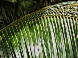 Palm Tree Leaf