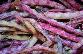 Beans Purple Vegetable