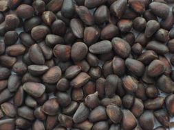 Food Nuts