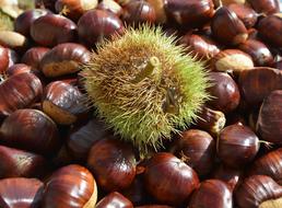 Chestnuts Bug Thorny Shell