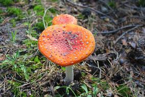 Fly Agaric Red Poisonous Mushrooms