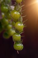 Tomatoes Green Trusses