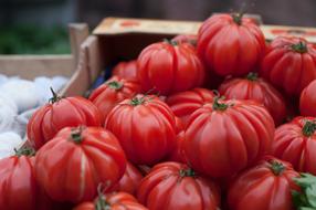 Healthy Red Tomatoes