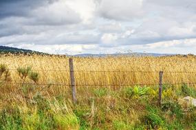 Lozere Corn Field