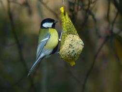 Tit Parus Major Paridae