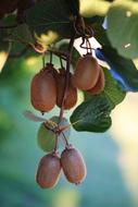 Kiwi Ripe Harvest