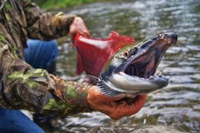 Sockeye Fish Fisherman