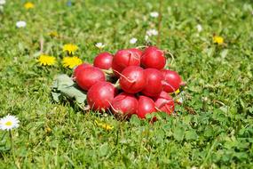 Radishes Vegetables on grass