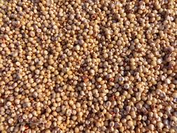 Sorghum Jowar Seeds crop