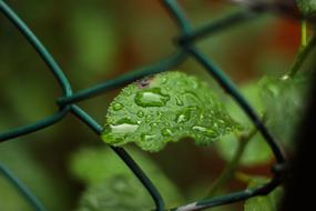 drops of water on sheet