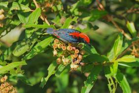 exotic bird on tree