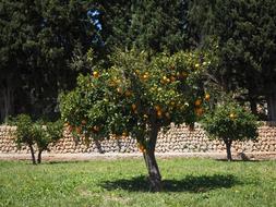 Orange Tree Grove
