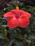 Hibiscus Flower Blossom
