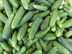 organic Cucumbers Vegetables harvest