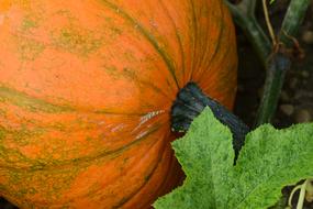 Autumn Pumpkin squash Close Up