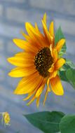 Sunflower Red Flower