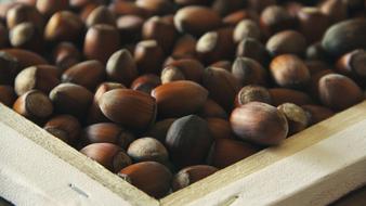 organic Hazel Nuts Food