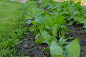 Spinach Soil Ground