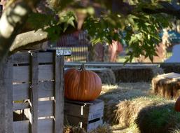 Pumpkin Hay Farm