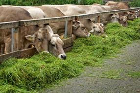 cows grazing on livestock