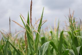 Cornfield Corn Cultivation