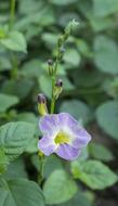 Natural Flowers Vegetables