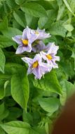 Flower Potato Blossom
