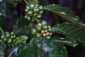 Coffee tree branch with Green fruits